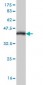 MR1 Antibody (monoclonal) (M03)